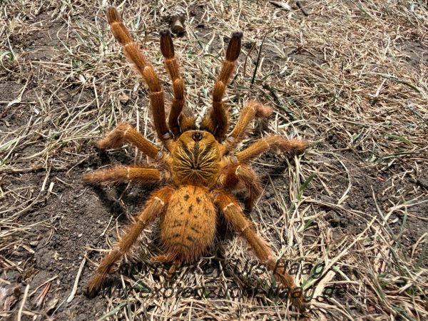 Pterinochilus murinus "rcf", Weibchen adult